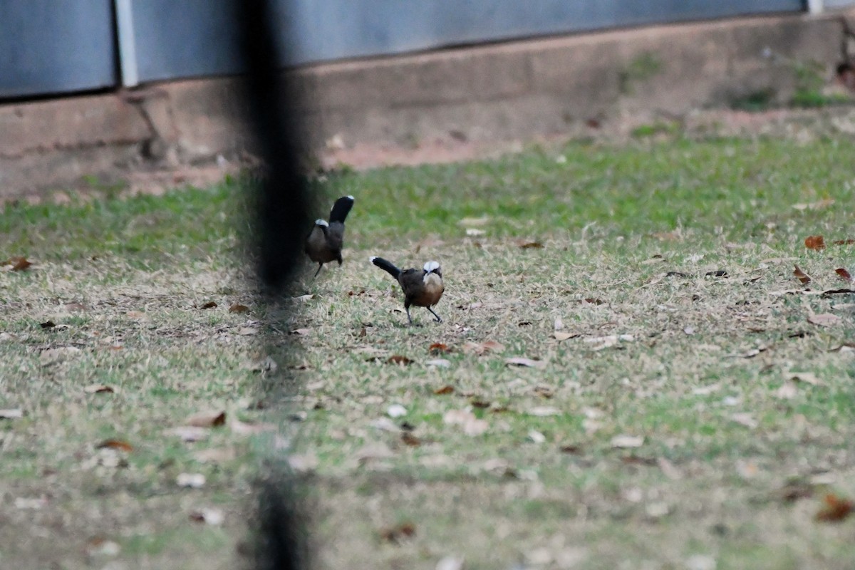 Gray-crowned Babbler - ML643749589
