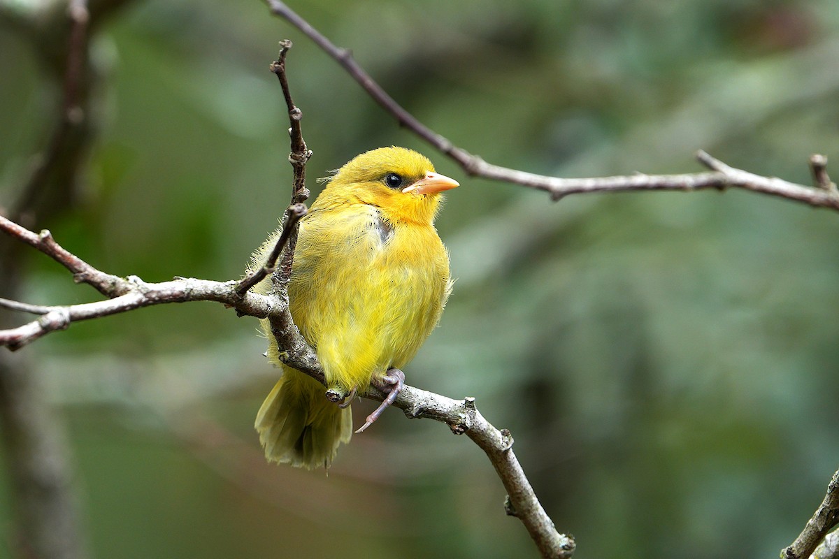 Spectacled Weaver (Black-throated) - ML643749590