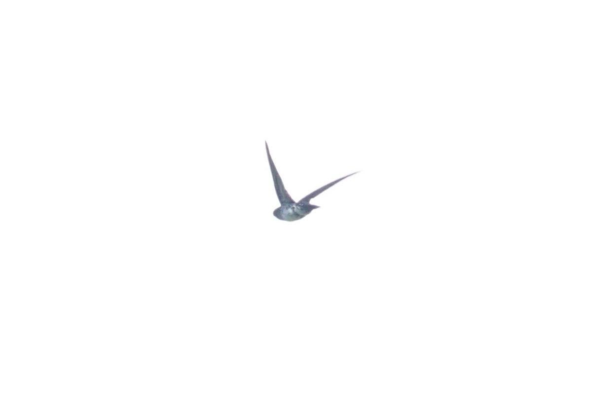 Tenggara Swiftlet - ML643749591