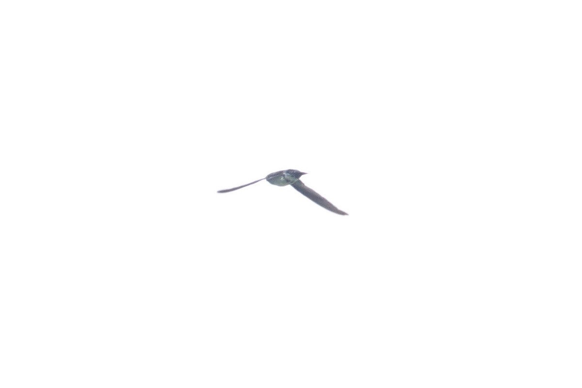 Tenggara Swiftlet - ML643749592