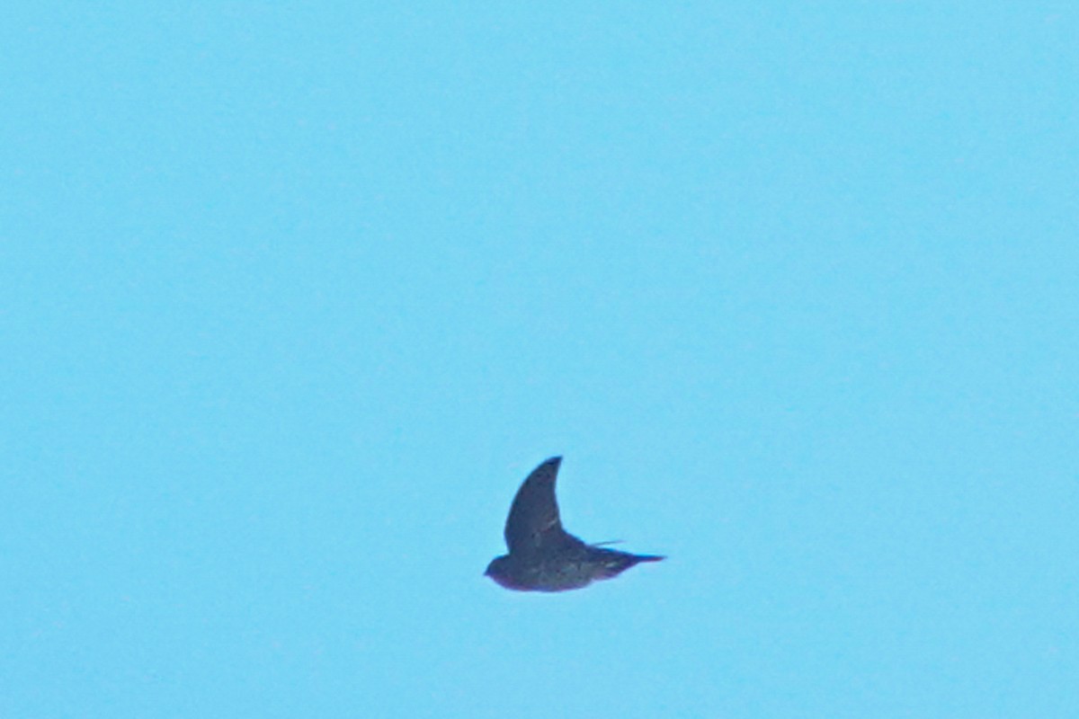 Tenggara Swiftlet - ML643749593