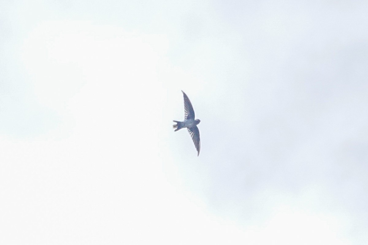 Tenggara Swiftlet - ML643749594