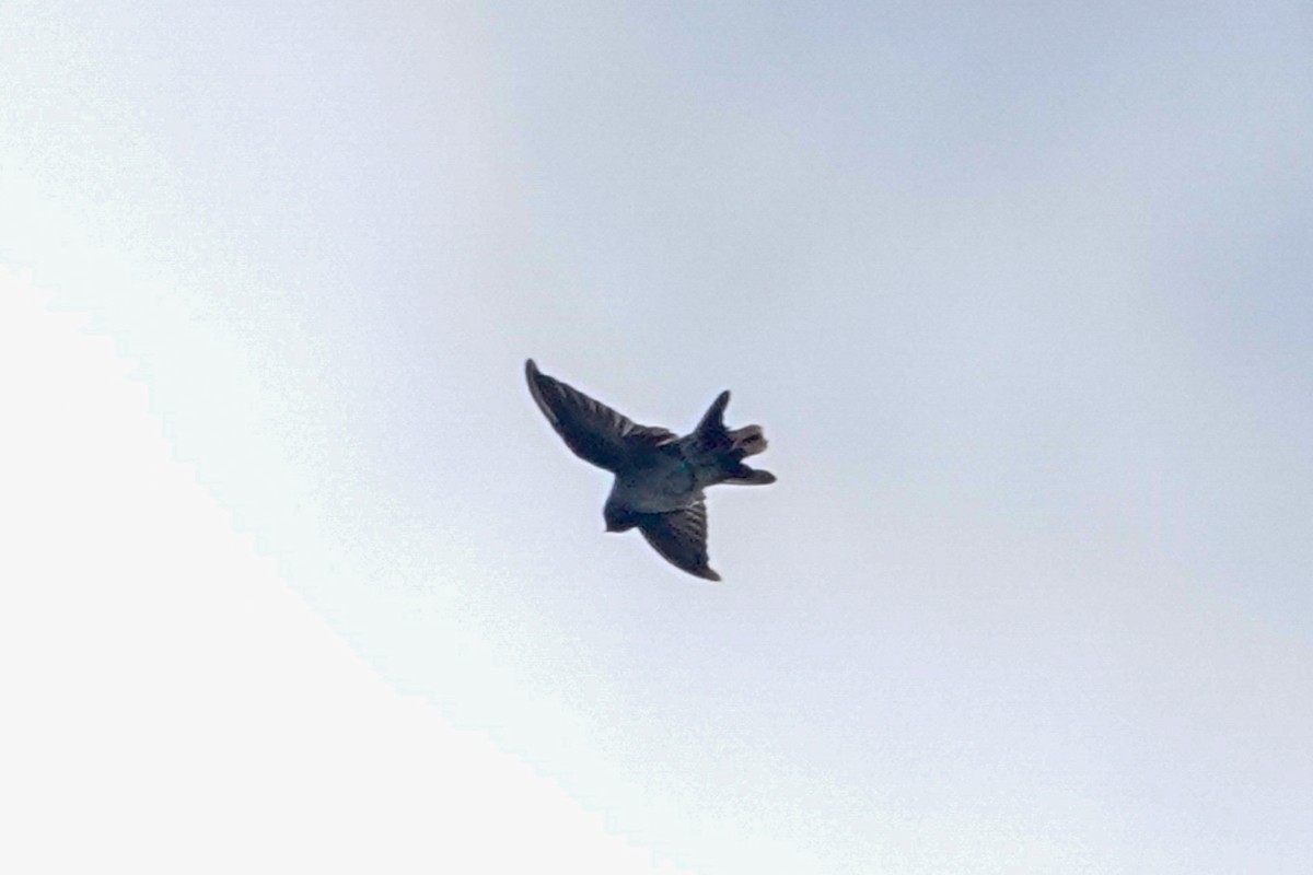 Tenggara Swiftlet - ML643749595