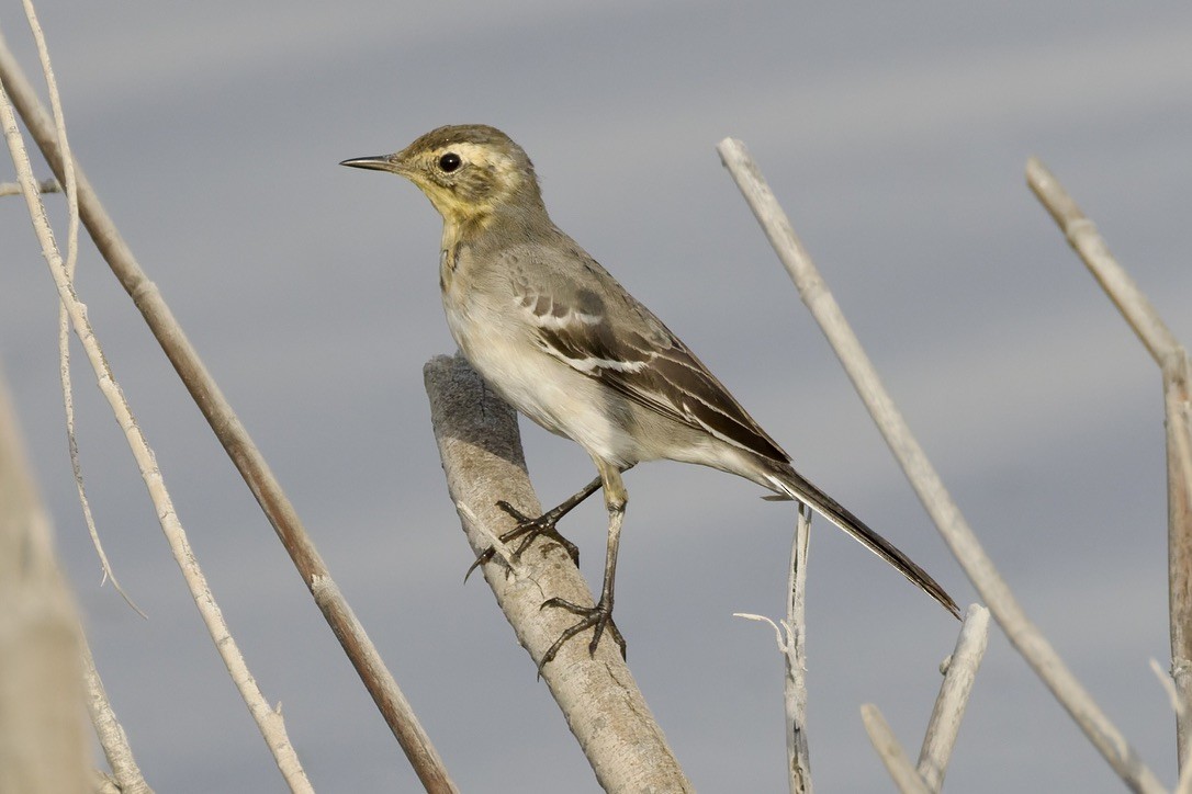 Citrine Wagtail - ML643749597