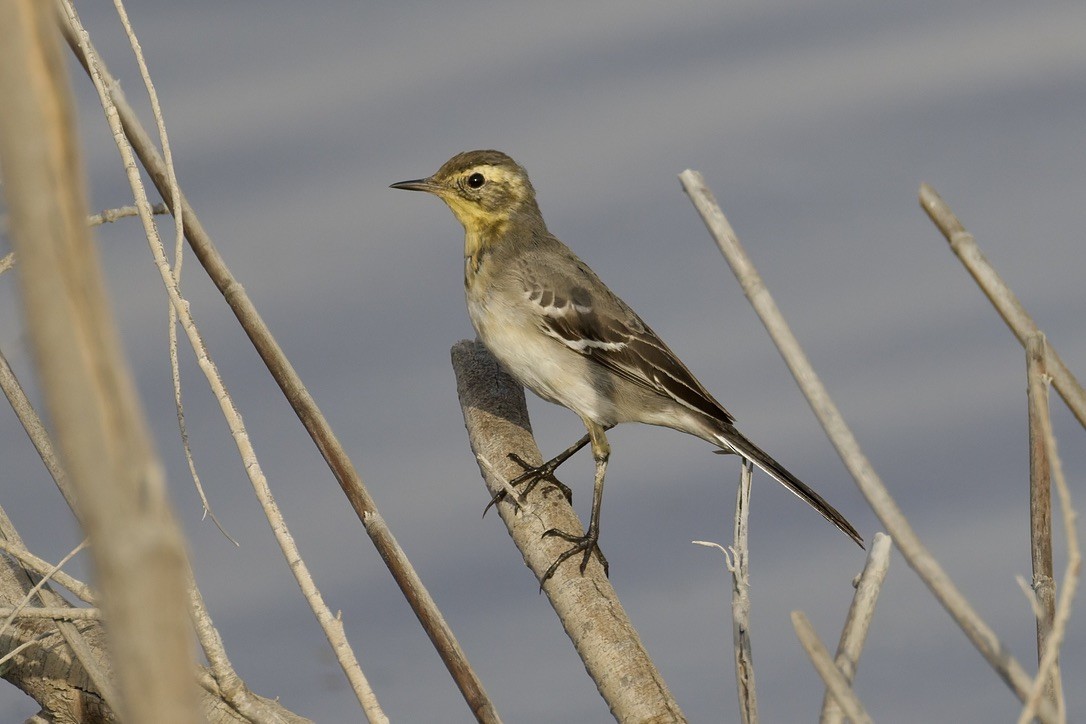 Citrine Wagtail - ML643749598