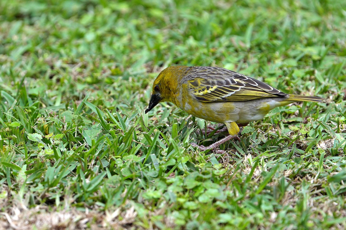 Village Weaver (Spot-backed) - ML643749600