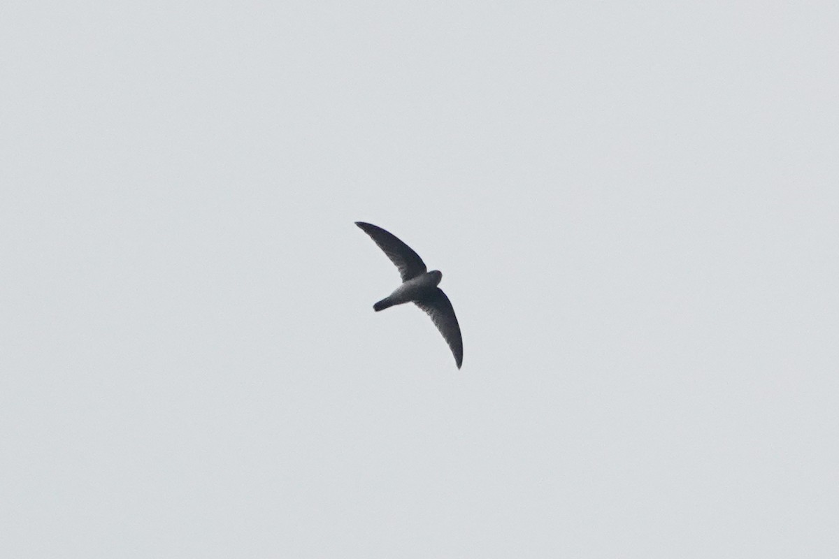 White-nest Swiftlet (White-nest) - ML643749602