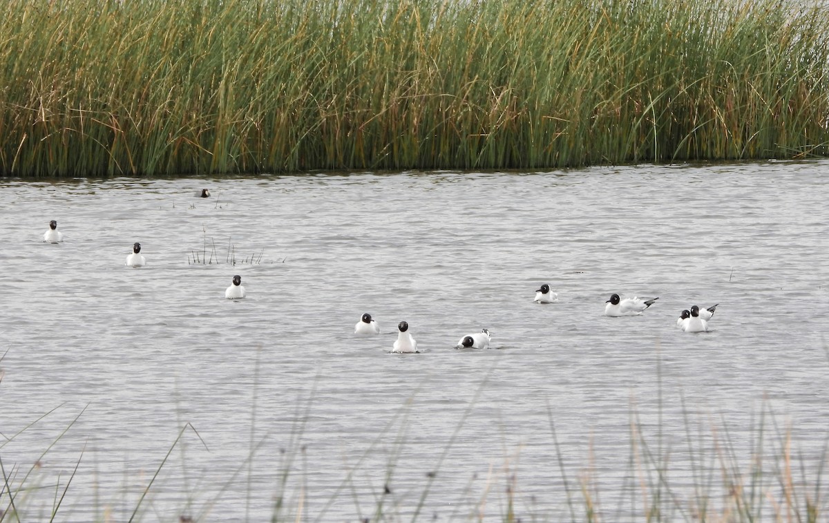 Andean Gull - ML643749604