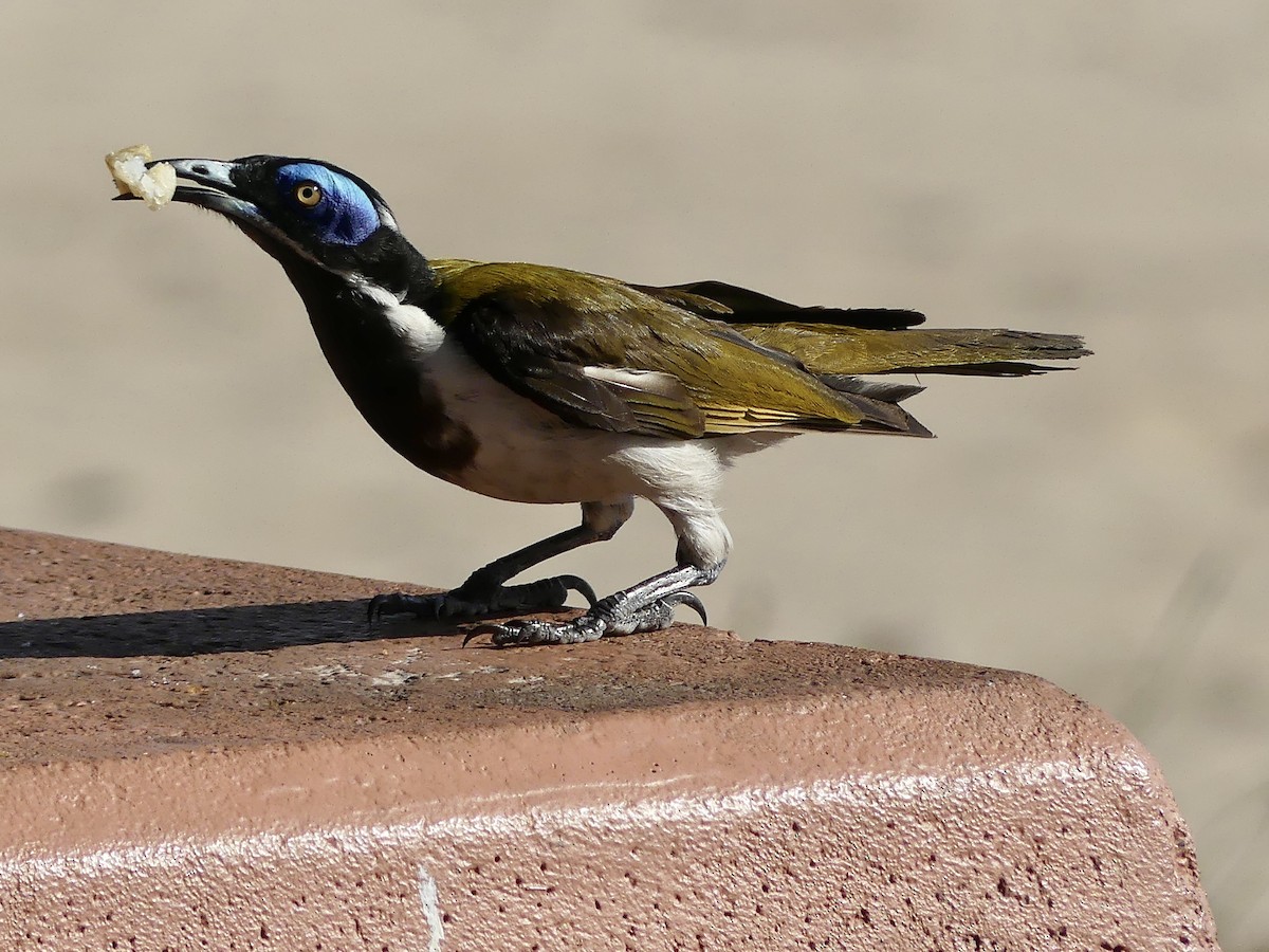 Blue-faced Honeyeater - ML643749605