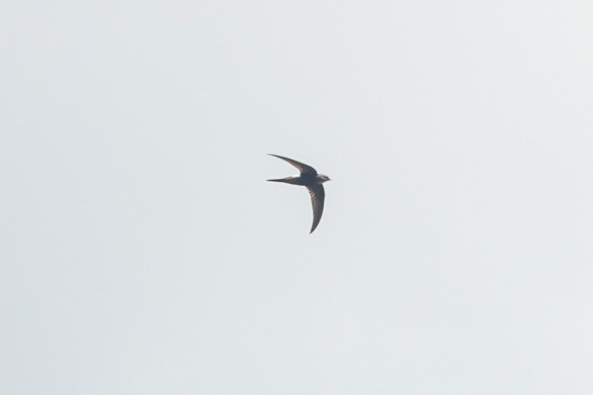 Pacific Swift - ML643749608