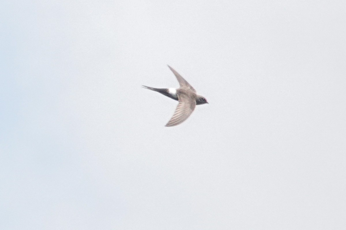 Pacific Swift - ML643749609