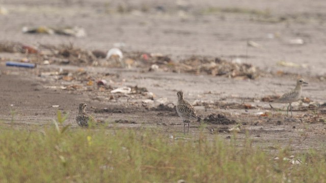 Pacific Golden-Plover - ML643749613