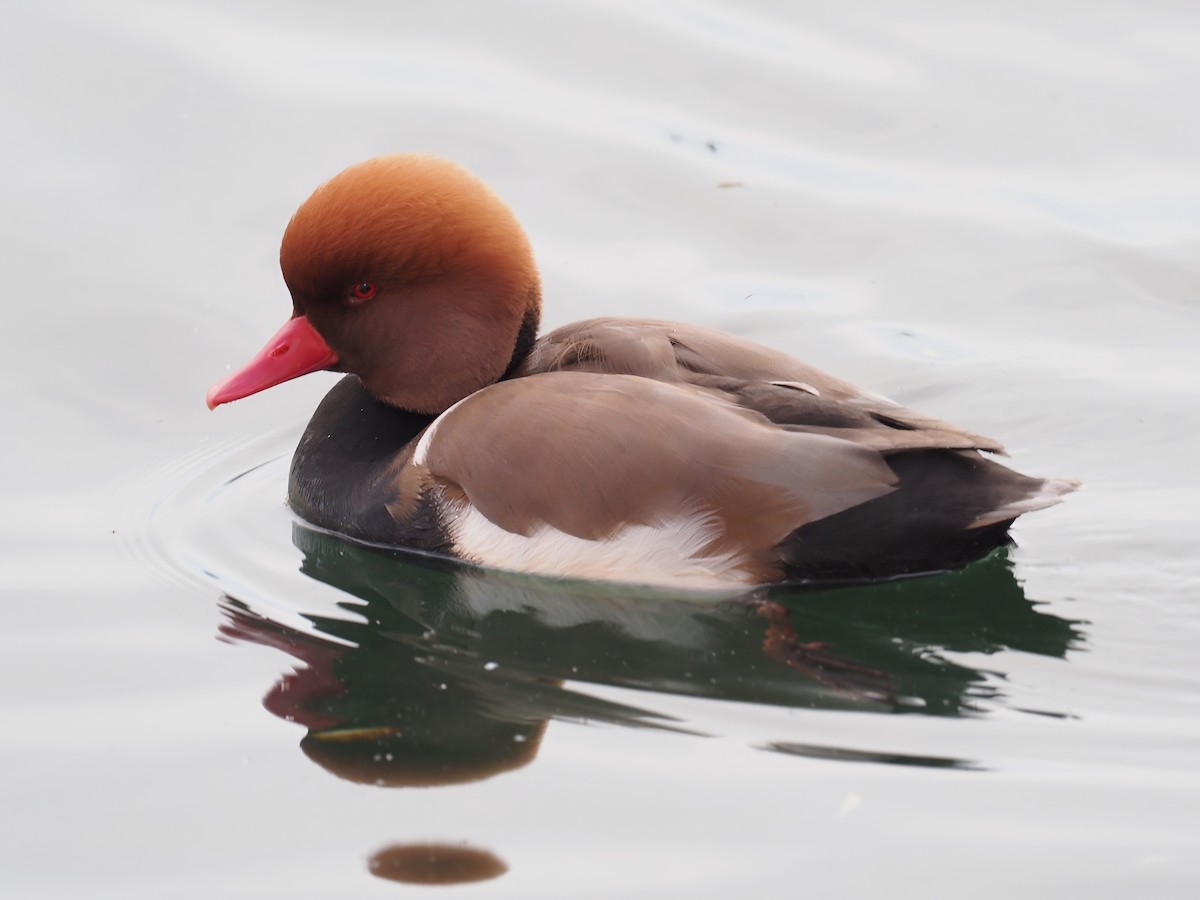 Red-crested Pochard - ML643749618