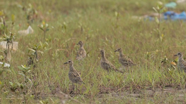 Urre-txirri siberiarra - ML643749619