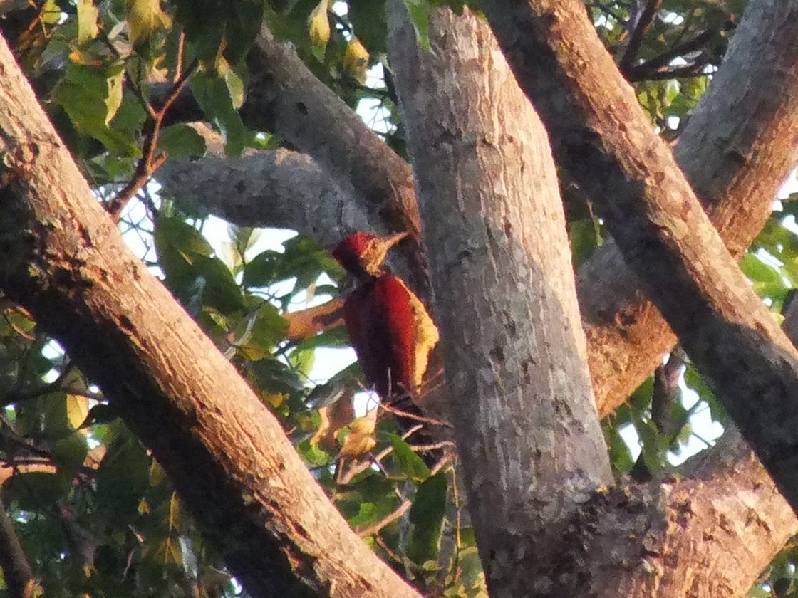 ルソンコガネゲラ - ML643749620