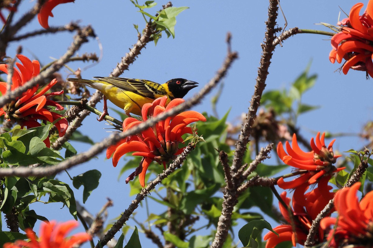 Village Weaver - ML643749621