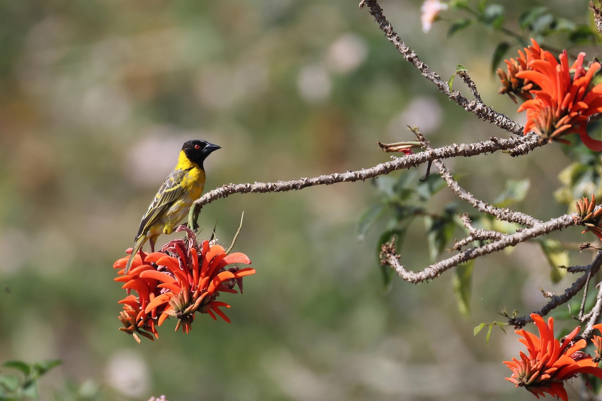 Village Weaver - ML643749622