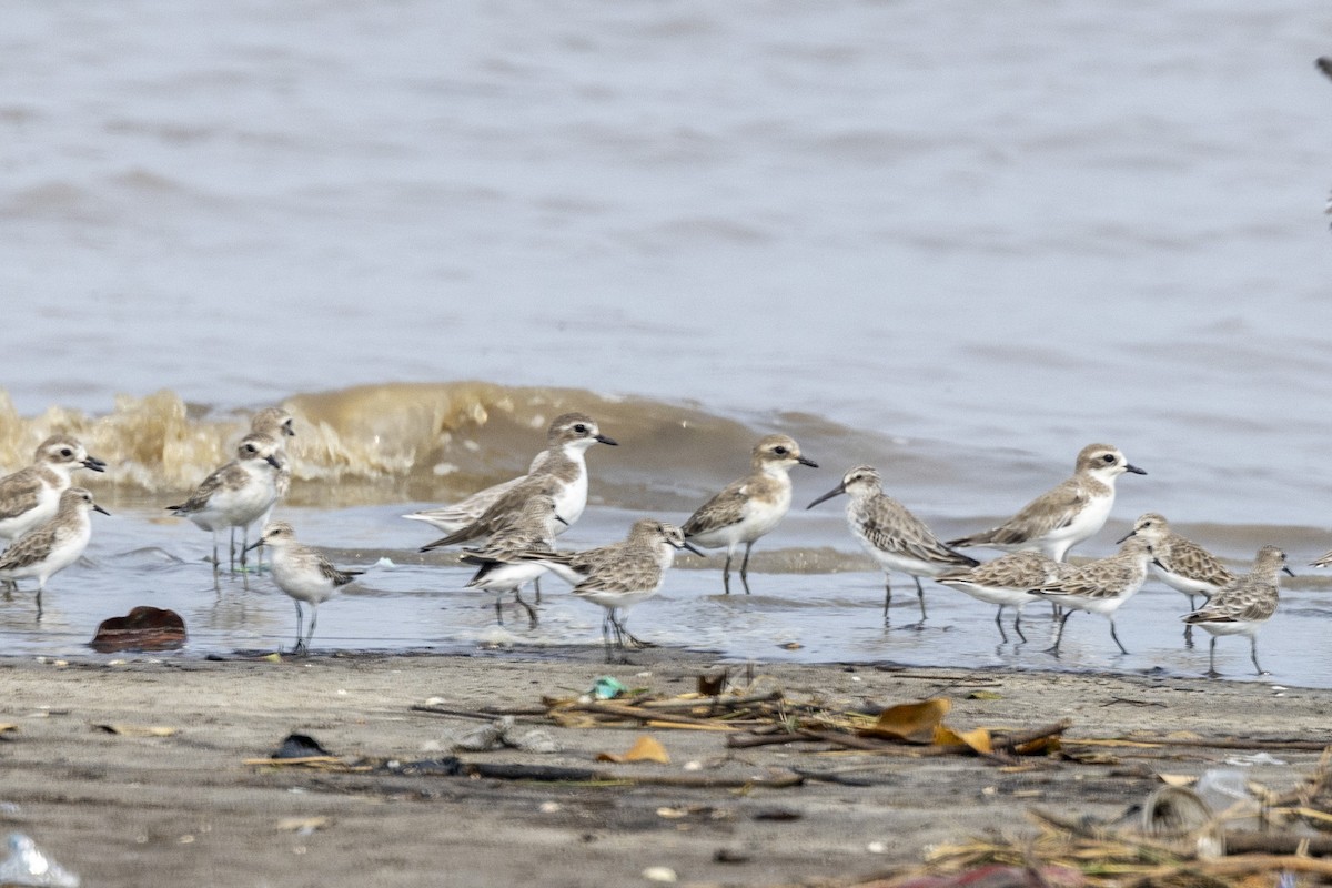 Broad-billed Sandpiper - ML643749631