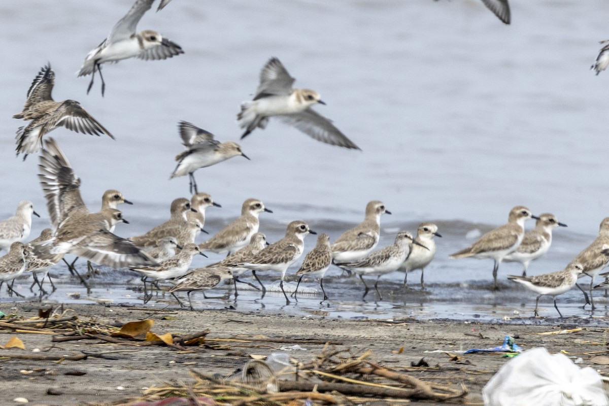 Broad-billed Sandpiper - ML643749632