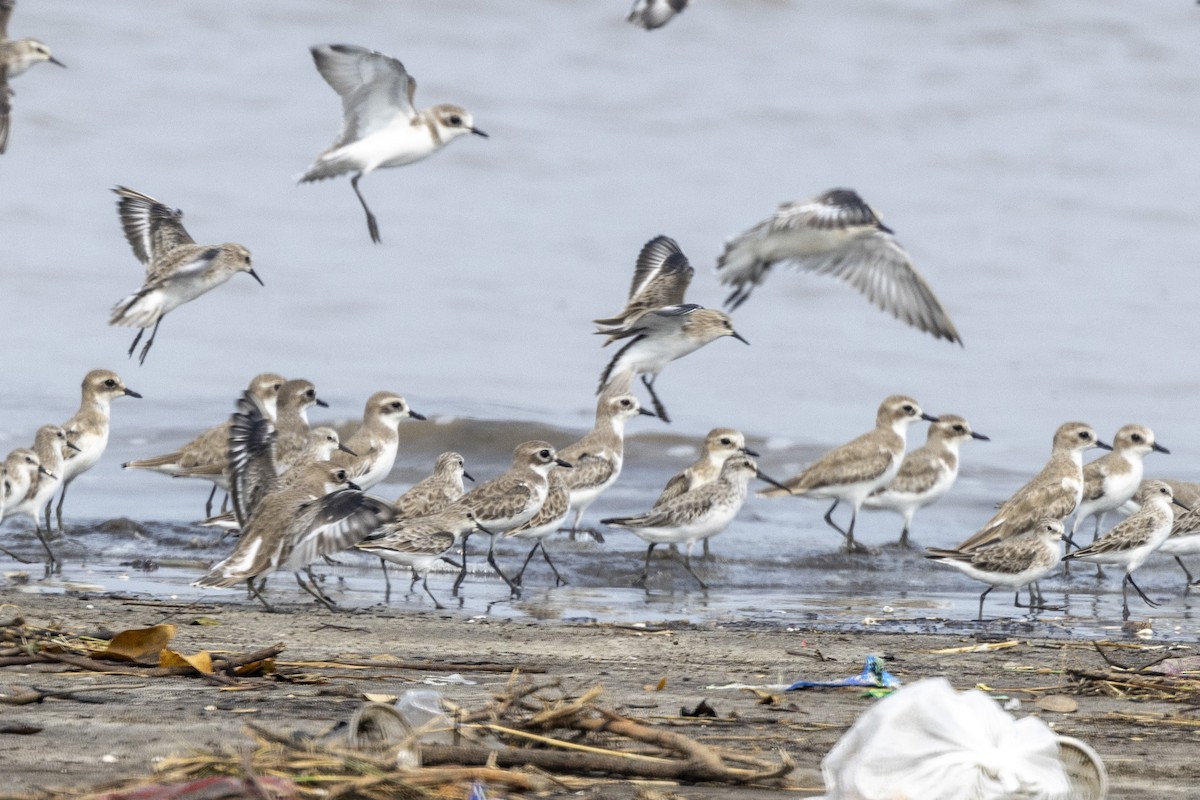 Broad-billed Sandpiper - ML643749633