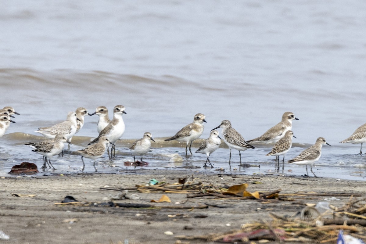 Broad-billed Sandpiper - ML643749634