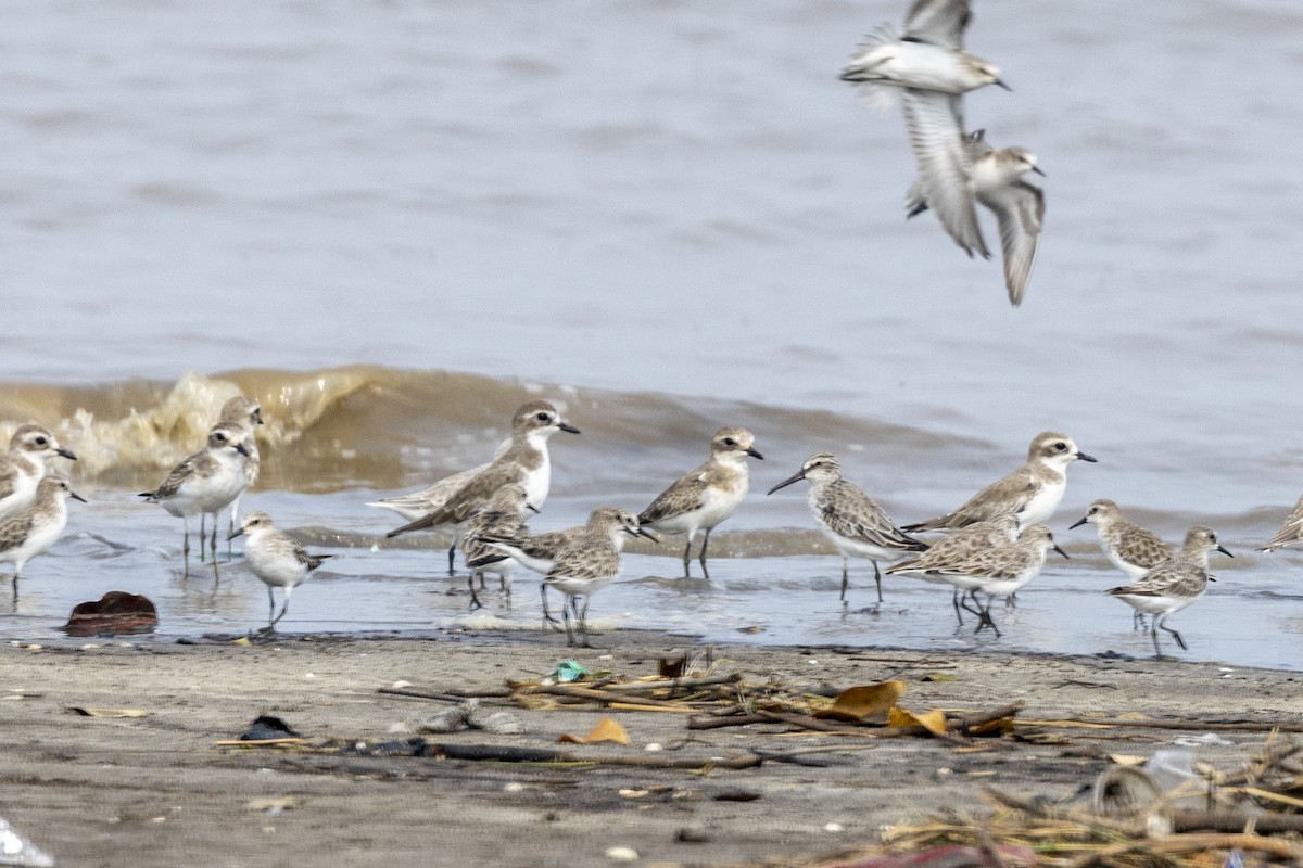 Broad-billed Sandpiper - ML643749635