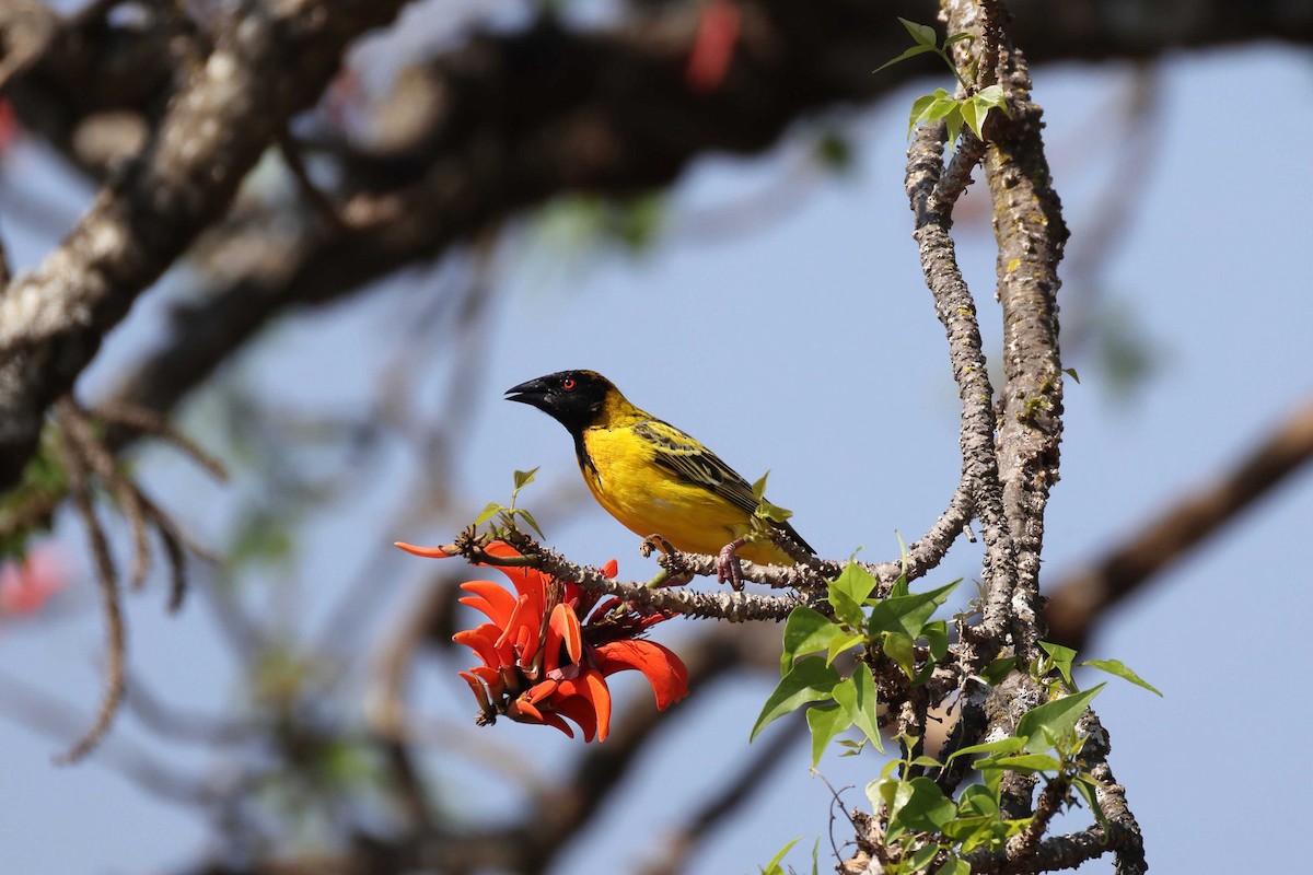 Village Weaver - ML643749643
