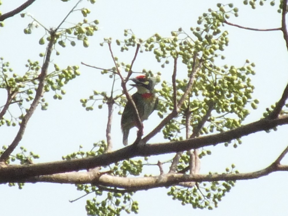 ムネアカゴシキドリ - ML643749648