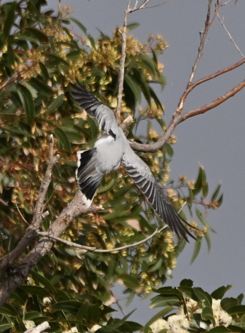 Oruguero Carinegro - ML643749649