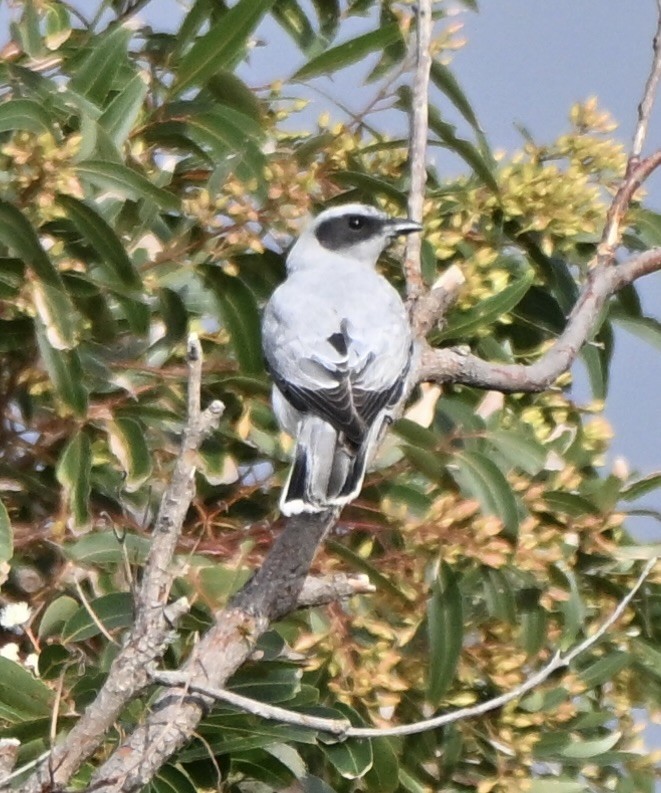 Oruguero Carinegro - ML643749651