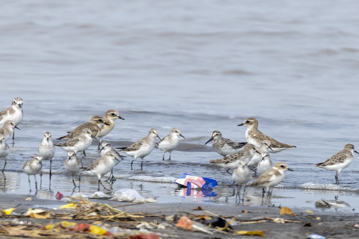 Broad-billed Sandpiper - ML643749652