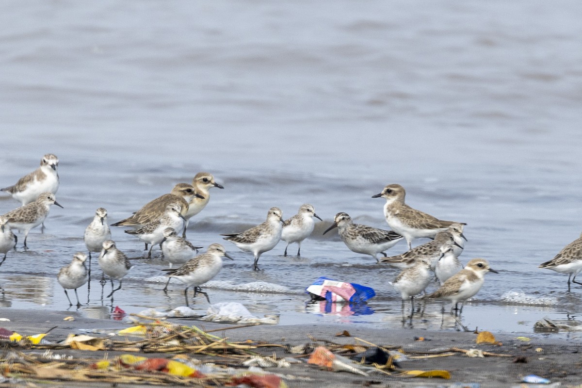 Broad-billed Sandpiper - ML643749653