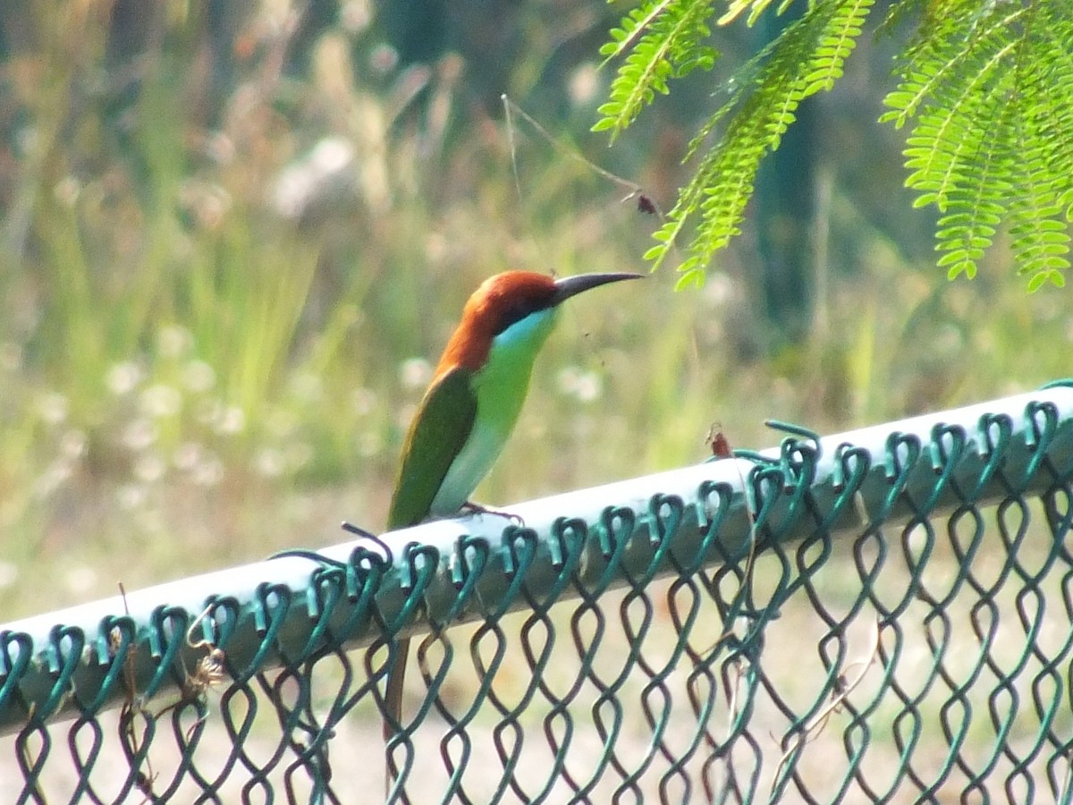 アカカンムリハチクイ - ML643749658