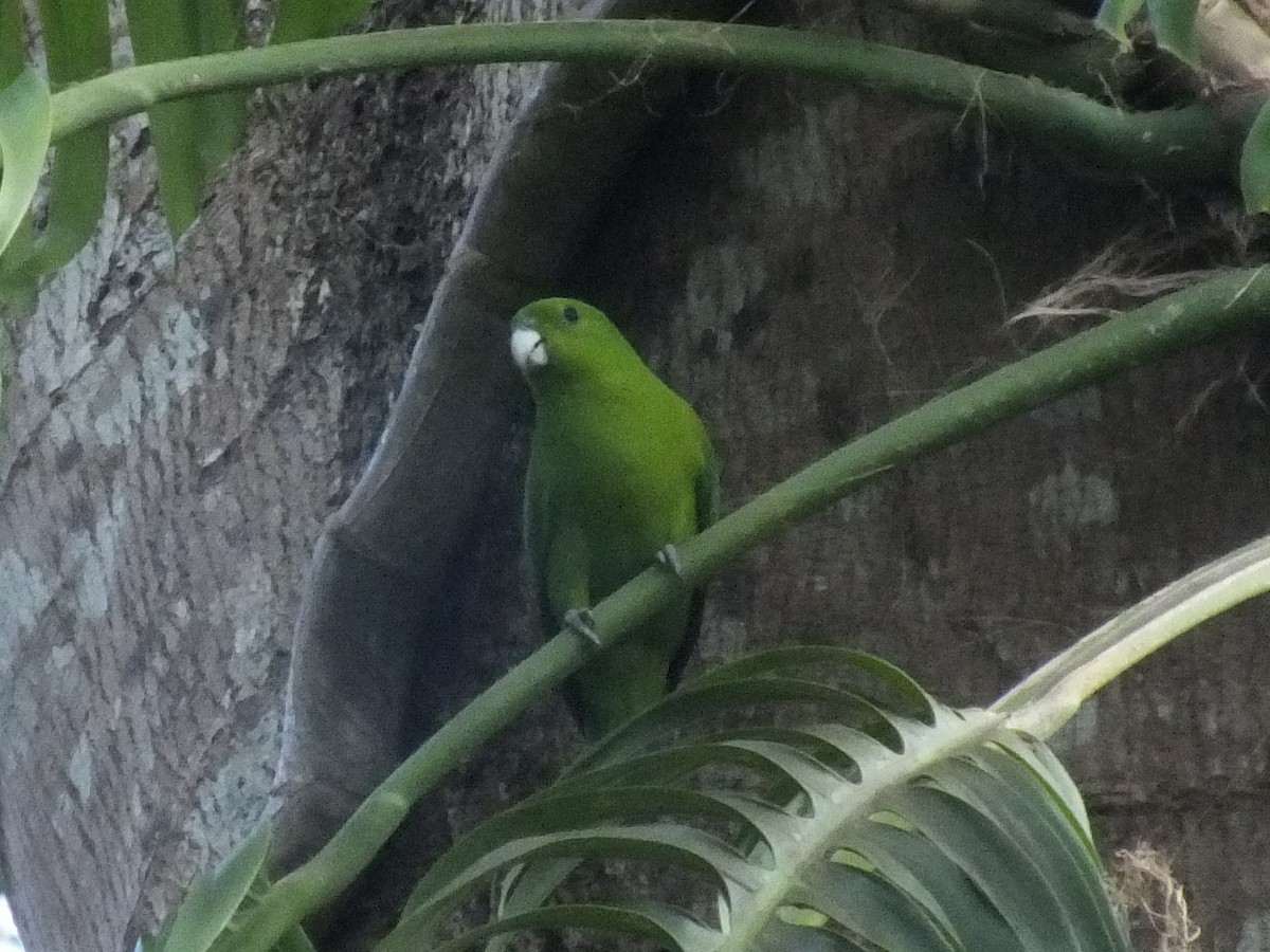 Green Racquet-tail - ML643749696