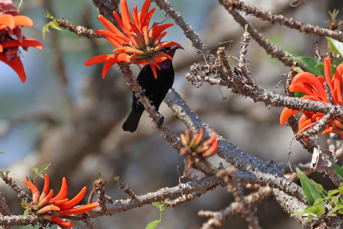 Amethyst Sunbird - ML643749704