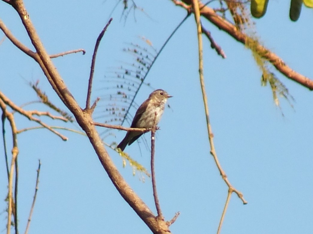 エゾビタキ - ML643749706