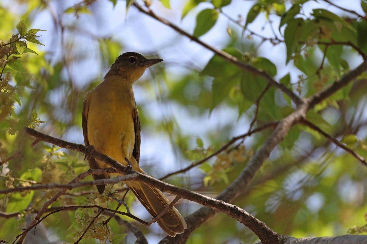 Yellow-bellied Greenbul - ML643749711