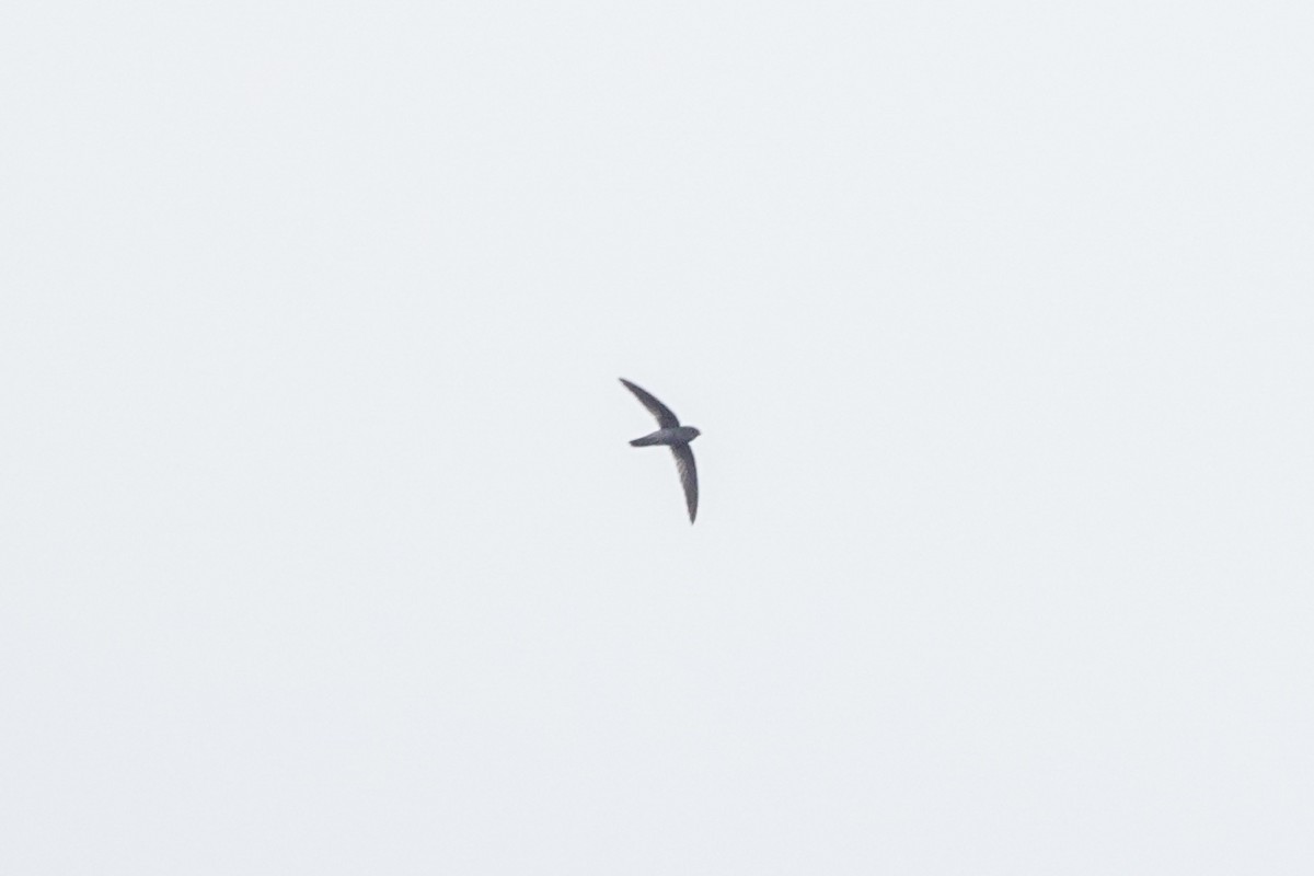 Uniform Swiftlet - ML643749721