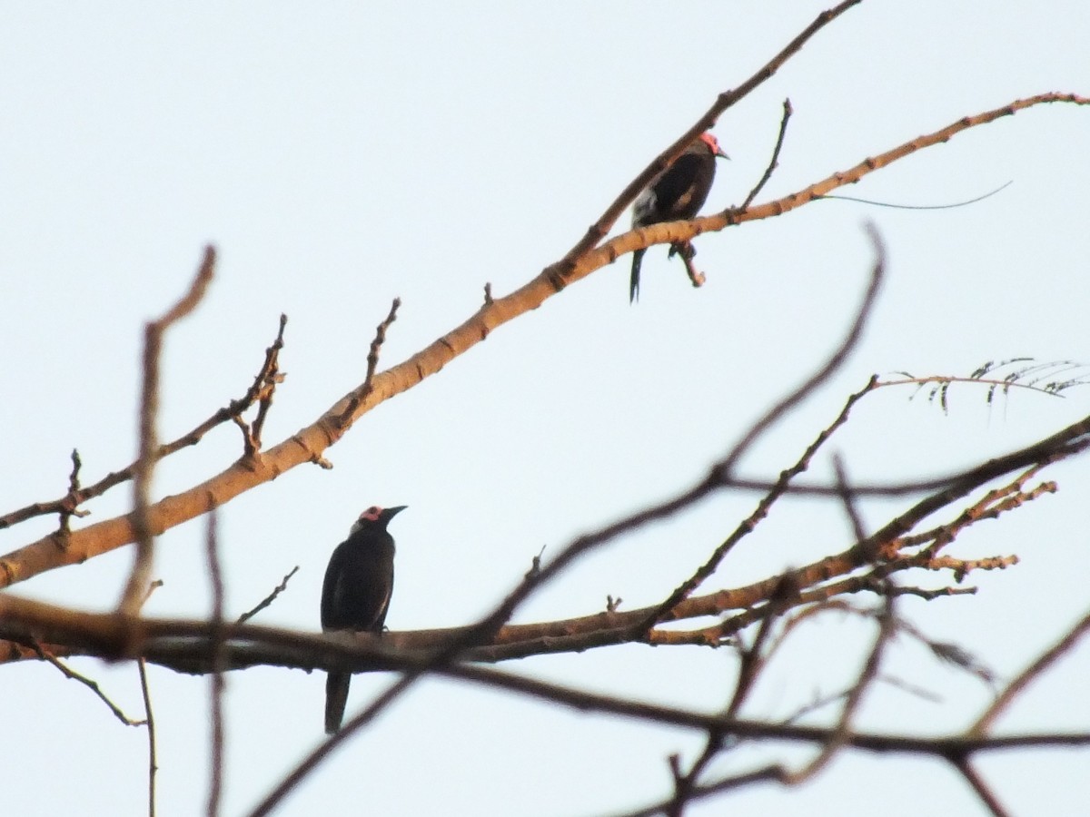 メガネムクドリ - ML643749736