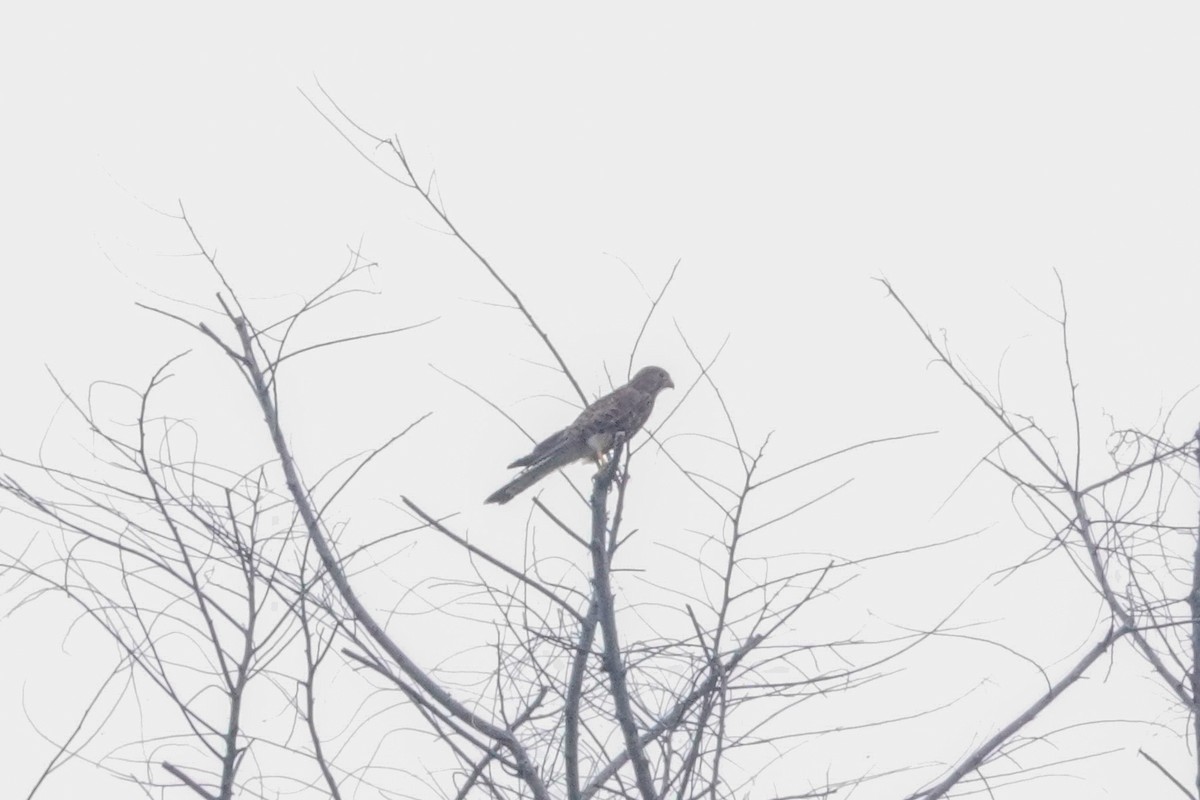 Spotted Kestrel - ML643749740