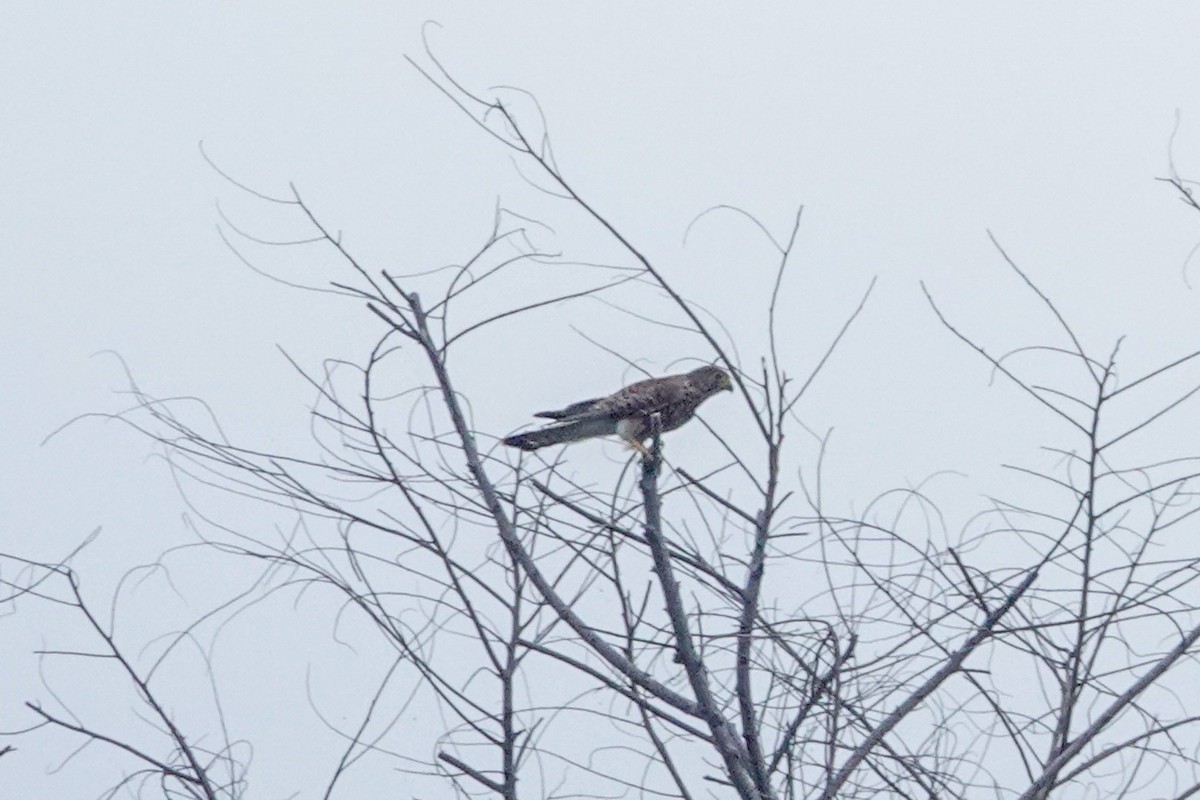 Spotted Kestrel - ML643749741