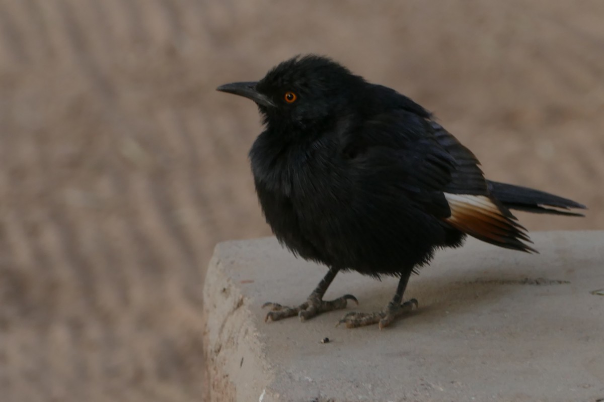 Pale-winged Starling - ML643749764