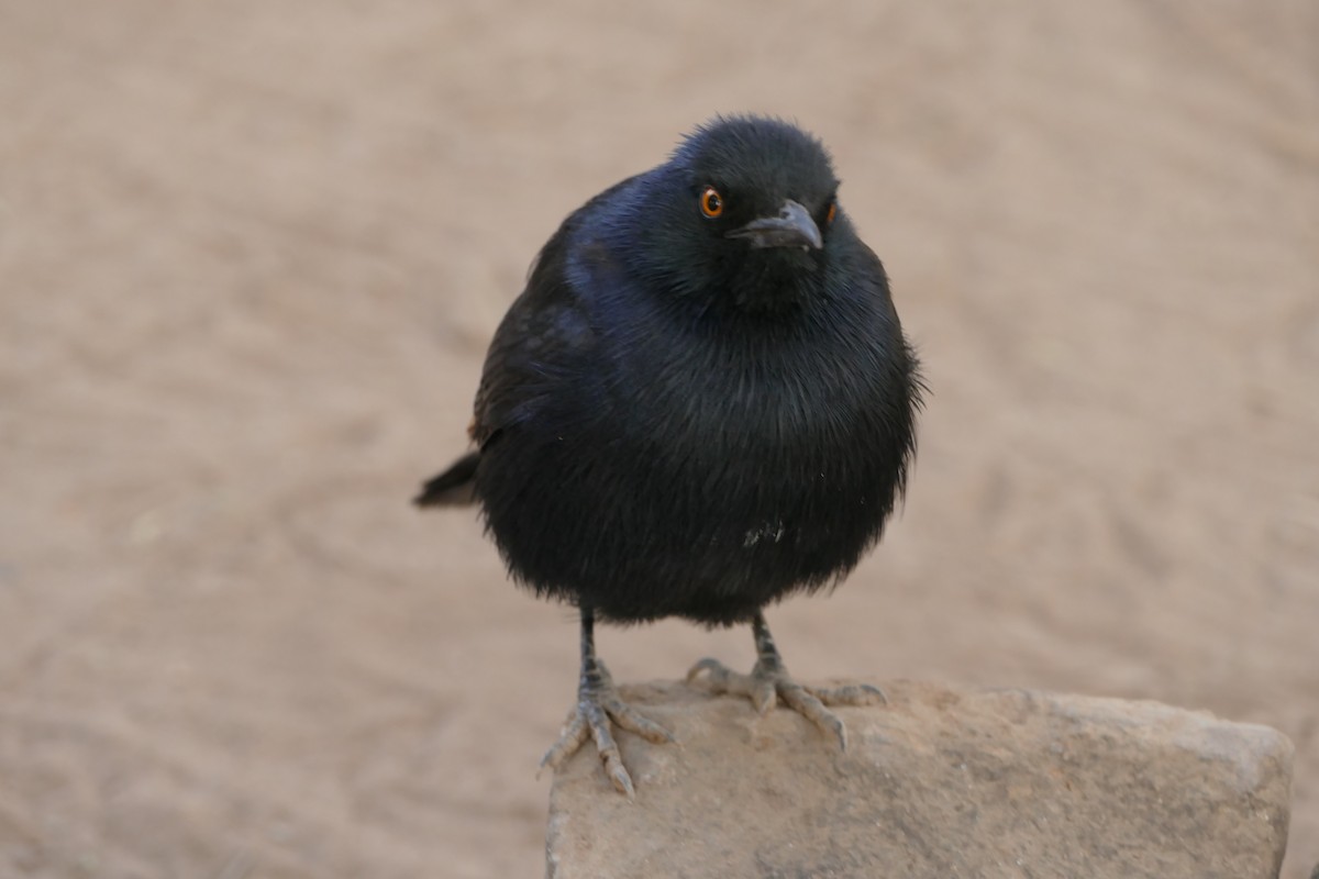 Pale-winged Starling - ML643749766