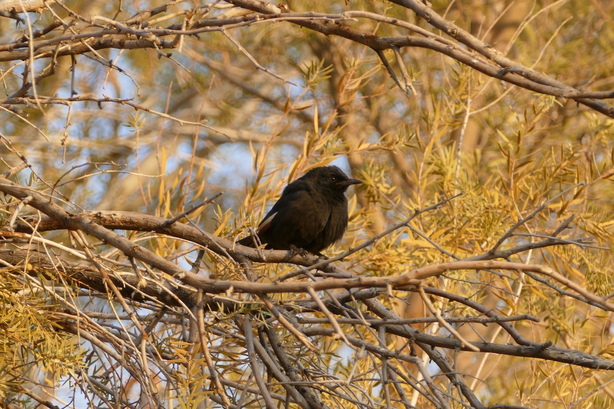 Pale-winged Starling - ML643749767