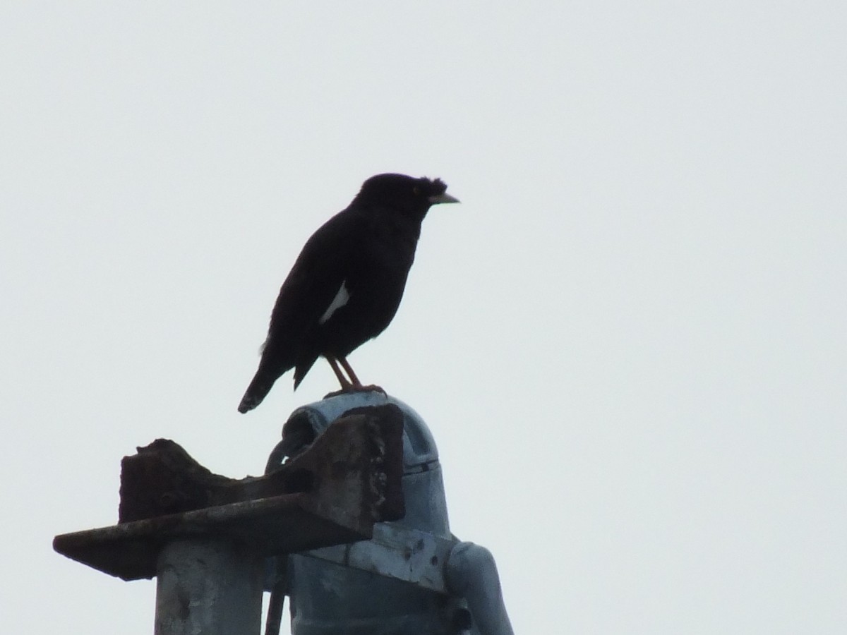 ハッカチョウ - ML643749774