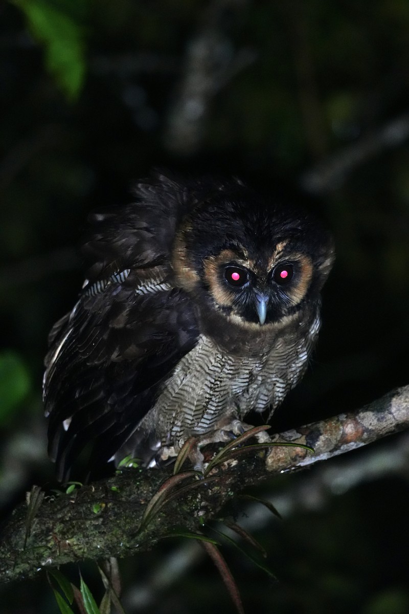 Brown Wood-Owl - ML643749783