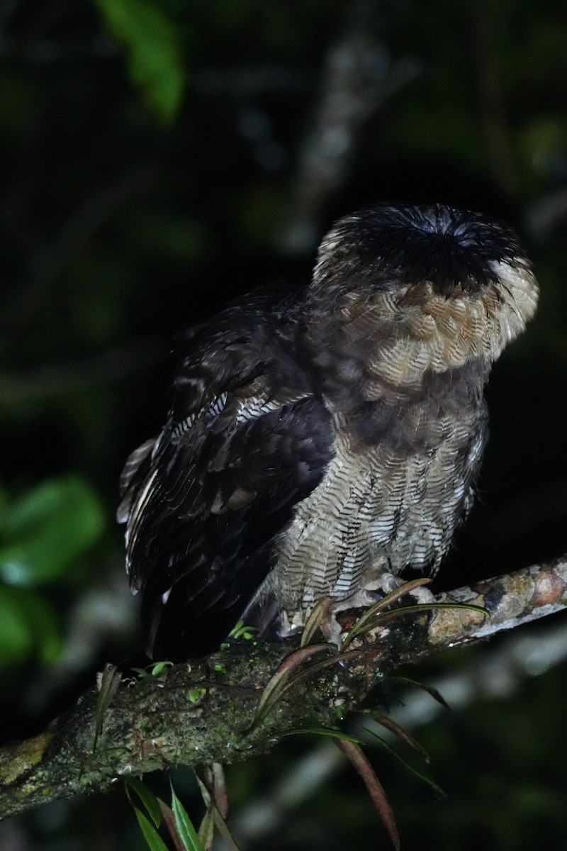 Brown Wood-Owl - ML643749784