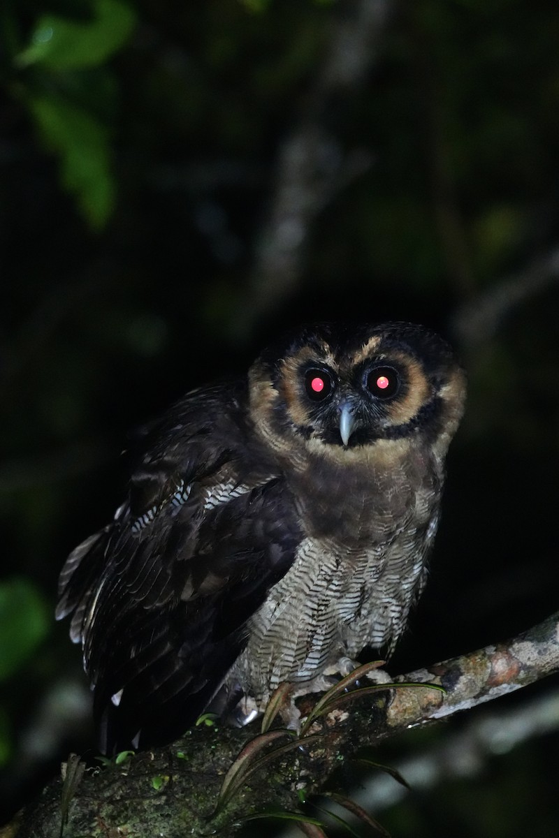 Brown Wood-Owl - ML643749785