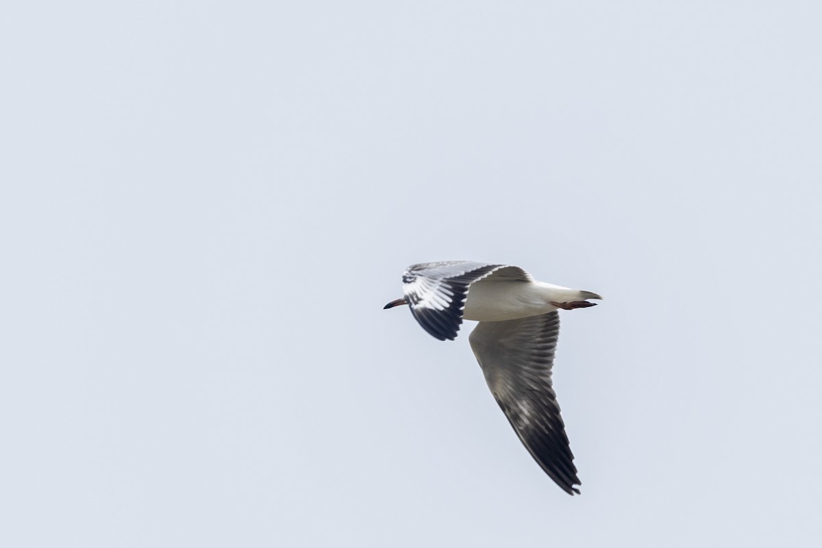 Brown-headed Gull - ML643749802