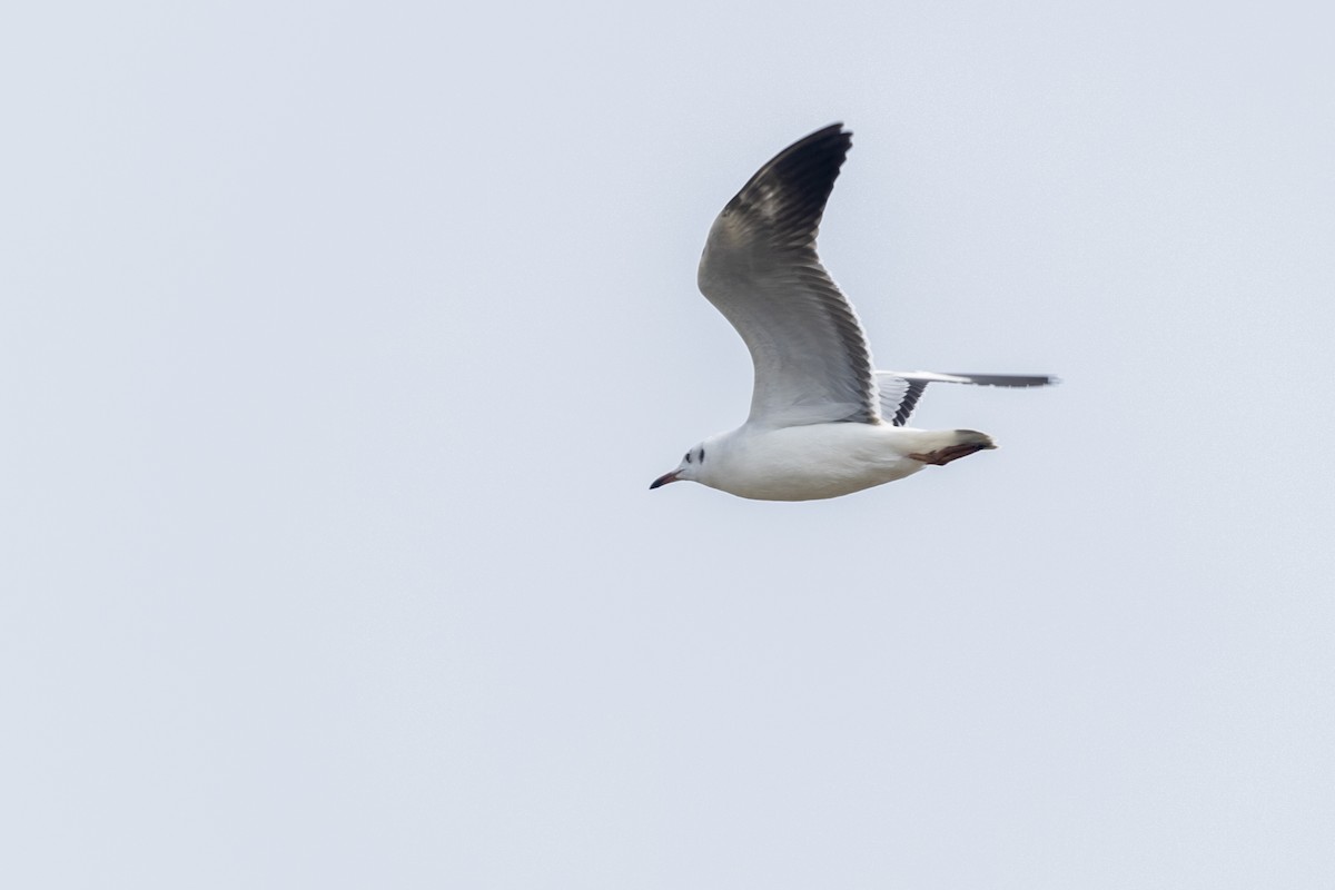 Brown-headed Gull - ML643749803